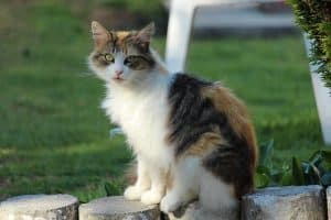 securiser-jardin-chat-3