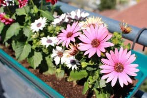 astuces pour fleurir un balcon